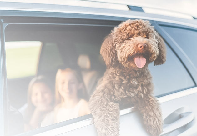 Happy dog looking out of a car window with smiling kids in the back, representing Nixxie Trades Sense Pet Care & Grooming products.